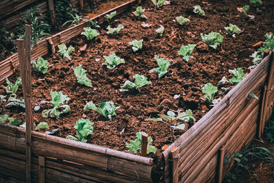 High angle view of plants growing on field