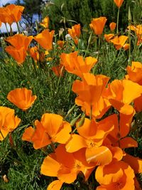 Close-up of orange marigold flowers blooming on field