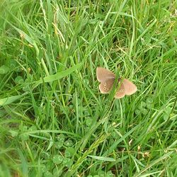 Close-up of plant on grassy field