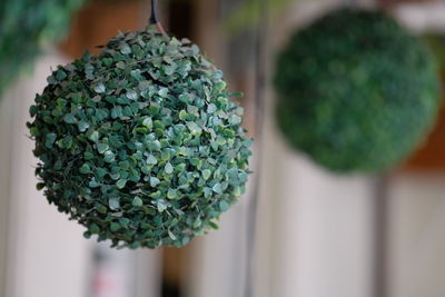 Close-up of potted plant on table