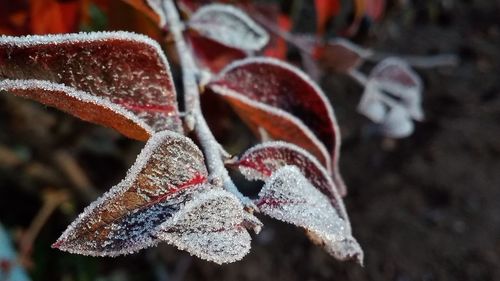 Close-up of frozen leaves