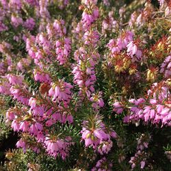 Close-up of pink flowers