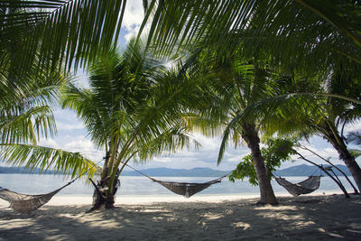 Palm trees on beach