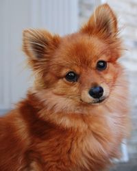 Close-up portrait of dog at home