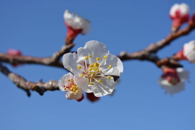 Close-up of white flowers on branch