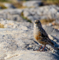 Close-up of bird perching on rock