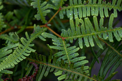 Close-up of wet leaves on tree