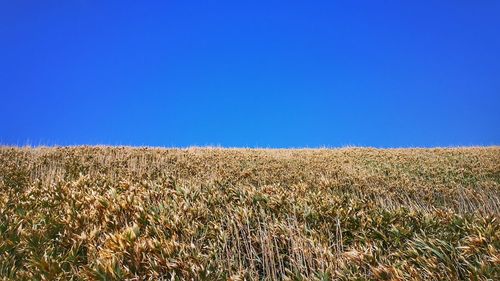 Wheat field against clear blue sky