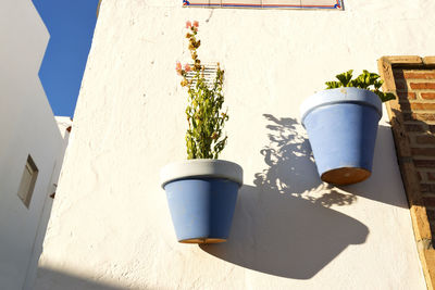 White architecture of andalucia with geraniums in pots , conil , cadiz , spain