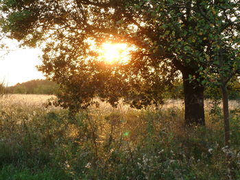 Trees on field against sky during sunset