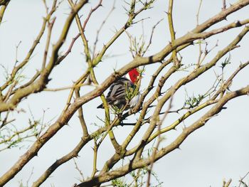 Low angle view of bird perching on tree against clear sky