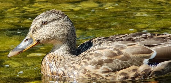 Close-up of duck swimming in lake