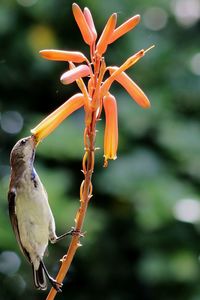 Close-up of bird perching on flower