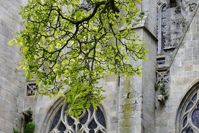 Ivy growing on tree trunk