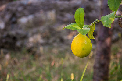 Close-up of lemon growing on tree