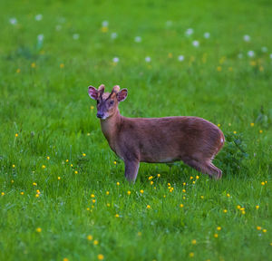 Portrait of deer