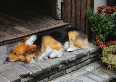 Sleeping dog