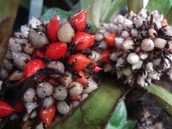 Close-up view of strawberries