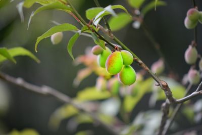 Close-up of fruit growing on tree