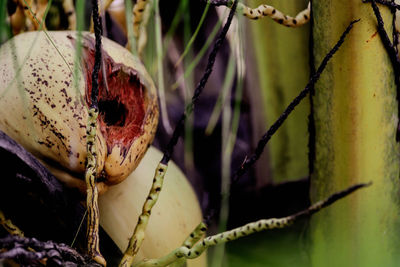 Close-up of bananas growing on plant