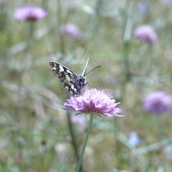 Close-up of butterfly on purple flowers