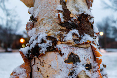 Close-up of snow covered tree trunk on field