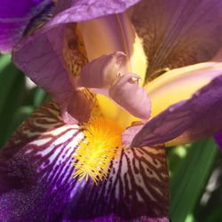 Close-up of yellow flower head