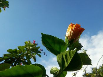 Low angle view of flower tree against sky