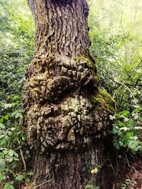 Close-up of tree trunk