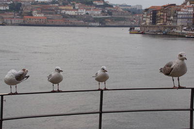 Seagulls perching on railing in city