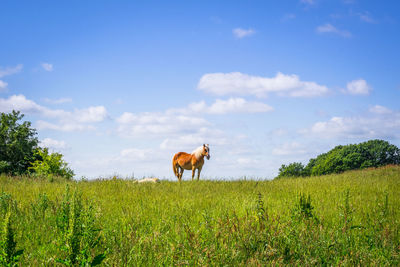 Horses in a field