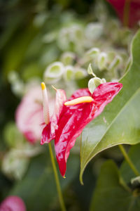 Close-up of pink flower blooming outdoors