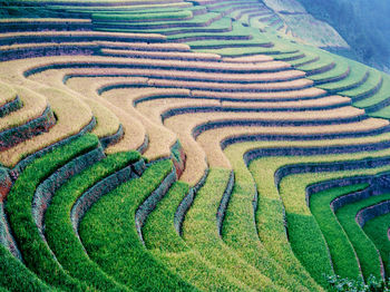 Scenic view of agricultural field