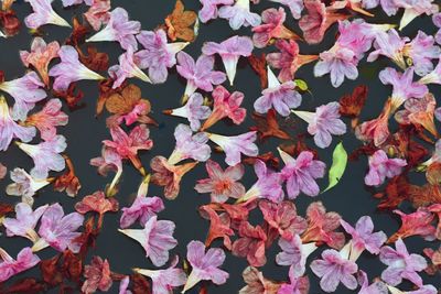 High angle view of pink flowering plants during autumn