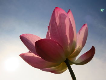 Close-up of pink lily against sky