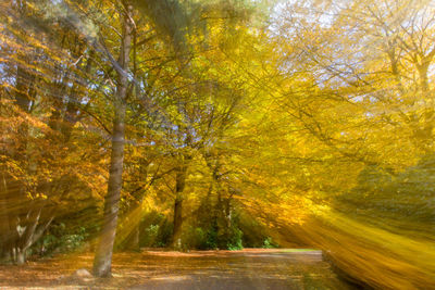 Trees in park