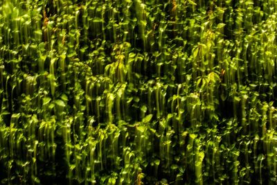 Full frame shot of plants