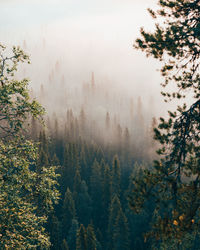 Trees in forest