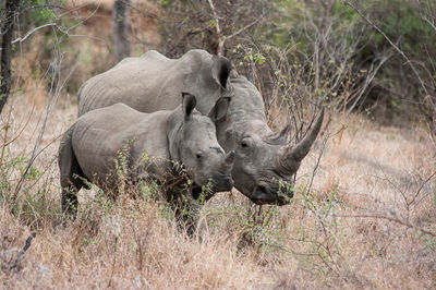 Rhinoceros with calf between bushes