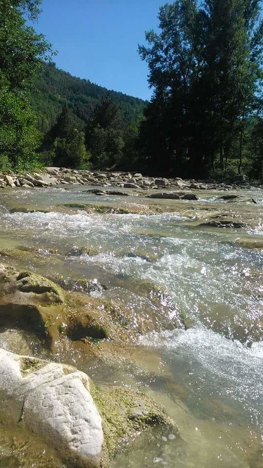 SCENIC VIEW OF RIVER AMIDST TREES IN FOREST