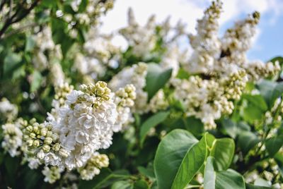 Close-up of white flowers