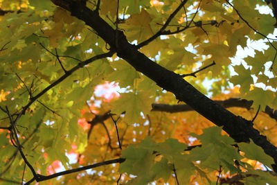 Low angle view of flower tree