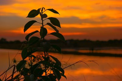 Close-up of silhouette plant against romantic sky at sunset