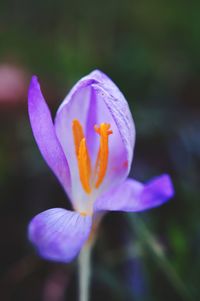 Close-up of purple crocus blooming outdoors