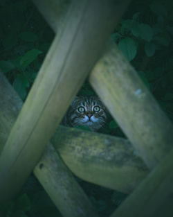 Portrait of cat by tree