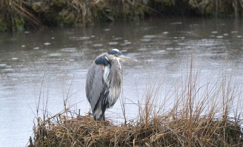 High angle view of gray heron at lakeshore