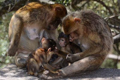 Close-up of monkey