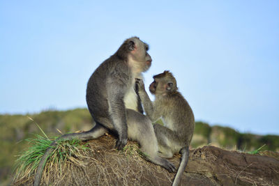 Low angle view of monkey sitting against sky