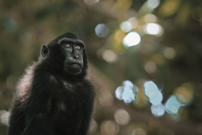Close-up of black monkey sulawesi sitting outdoors