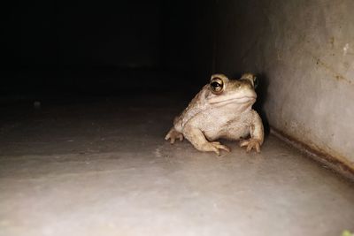 Close-up of animal sitting on floor